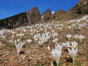 22 Al Monte Campo primi Crocus vernus con vista sui Tre Pizzi 